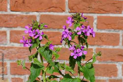 Close up Annual honesty (Lunaria annua) with pink flowers. Crucifers, cabbage family (Brassicaceae). In front of a wall. Spring, April. Netherlands.
