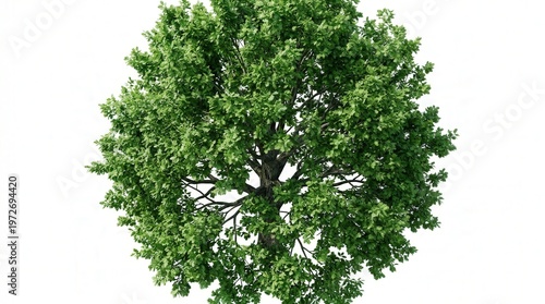 Vibrant Green Tree Photo With Lush Foliage and Natural Environment