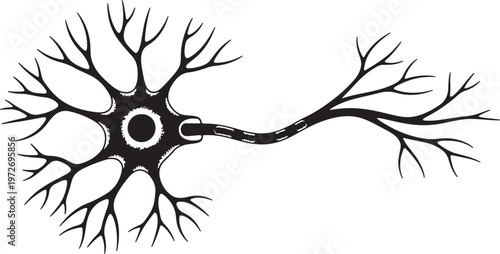 Black and white of a neuron with dendrites and axon also transparent background nerve cell neuroscience
