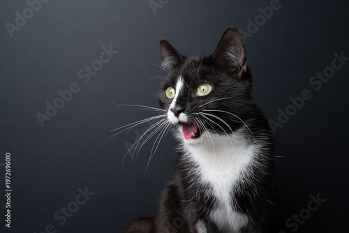 A tuxedo cat looks surprised or shocked; funny studio portrait against a black background with space for text