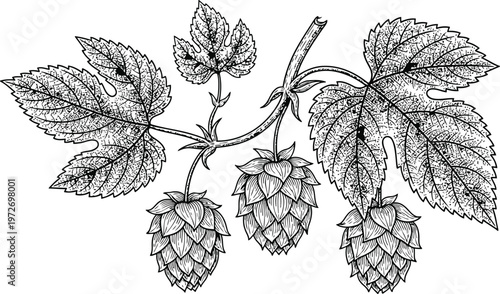 Hop Plant Branch with Cones and Leaves Detailed Botanical Illustration Vintage Engraving Style for Brewing and Herbalism