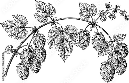 Humulus Lupulus Branch with Cones and Leaves Detailed Botanical Illustration Black and White Line Art