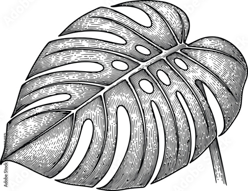 Monstera Deliciosa Leaf Engraving Detailed Botanical Illustration Tropical Plant Anatomy Isolated Vector Art