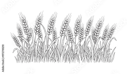 Black and white of ripe wheat stalks and grass grain field harvest agriculture