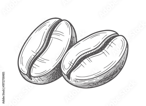 Hand drawn of two coffee beans with shading food drink beverage
