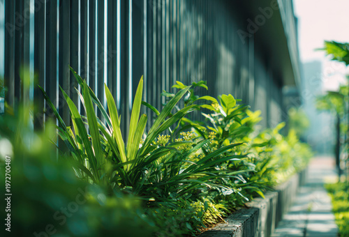 Well-Maintained Green Strip of Foliage Along a Fence