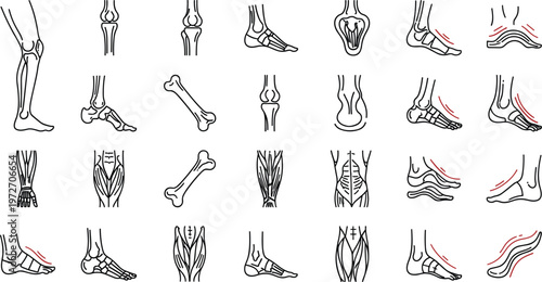 Leg and Foot Anatomy Medical Line Icon Set with Knee Joint Ankle Bone and Foot Arch Deformity IllustrationsLeg and Foot Anatomy Medical Line Icon Set with Knee Joint Ankle Bone and Foot Arch Deformity