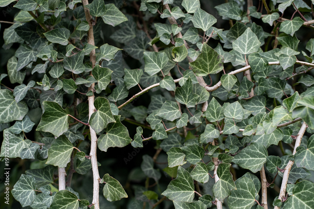 Fototapeta premium Seamless green ivy leaves texture background, dense natural foliage pattern with detailed leaf veins — evergreen plant surface, climbing ivy ground cover, botanical texture, organic greenery backdrop,