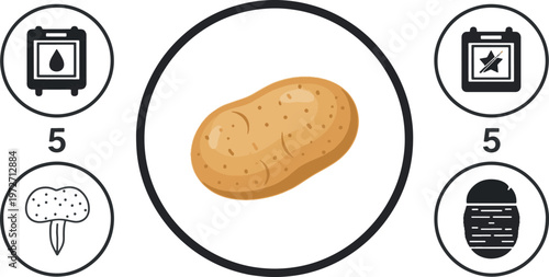 Potato cultivation and harvest infographic icon set with farming steps and agricultural symbols