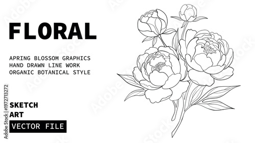 Peony bouquet floral spring blossom graphics hand drawn line work organic botanical style drawing.