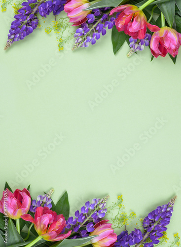 Coral tulip flowers and pur...
