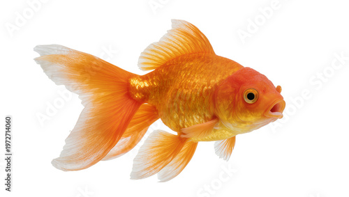 Fotografie Isolated elegant vibrant orange goldfish swimming gracefully with delicate flowi