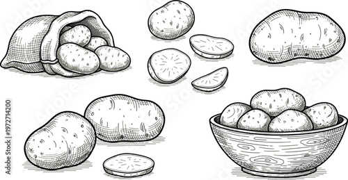 Raw Potato Vegetable Set Vector Illustration - Whole, Sliced, and Bag of Potatoes for Agriculture and Cooking Design