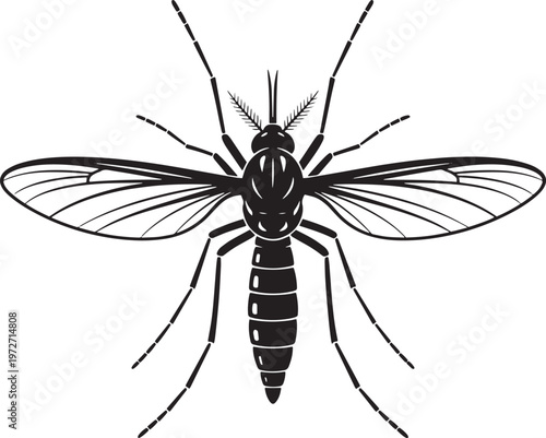 Top view mosquito silhouette, insect detailed anatomy, wings and legs, close up, vector illustration for science and health education