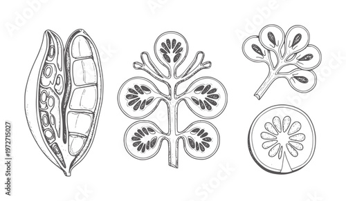 Botanical of seed pods and cross sections