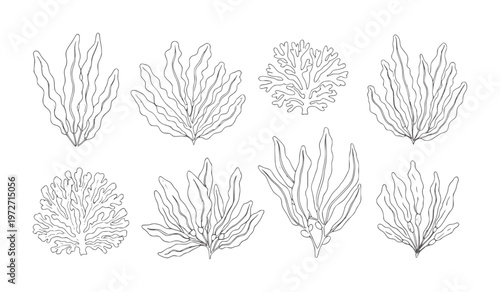 Collection of hand drawn black and white seaweeds and corals ocean marine nature