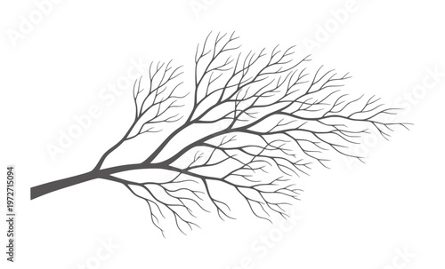 Dark grey bare tree branches spreading across white