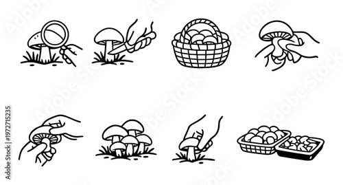 Hands picking mushrooms and placing baskets in field setting