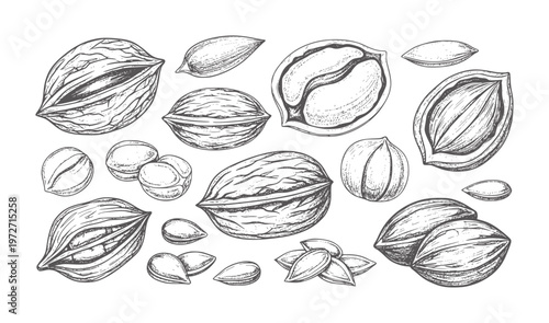 Hand drawn collection of various nuts and seeds in style walnut almond hazelnut