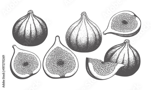 Hand drawn fig fruits whole and sliced in vintage engraving style food