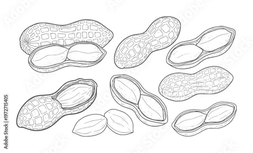 Hand drawn of peanuts in shells and shelled nuts