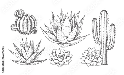 Hand drawn of various desert succulents and cacti white cactus aloe echeveria botanical