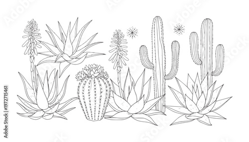 Line of various desert succulents and cacti with blooming flowers cactus aloe