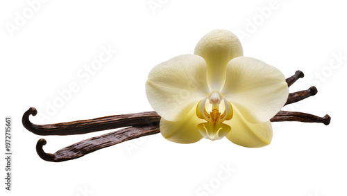 Isolated vibrant yellow vanilla orchid flower with several dried aromatic vanilla bean pods