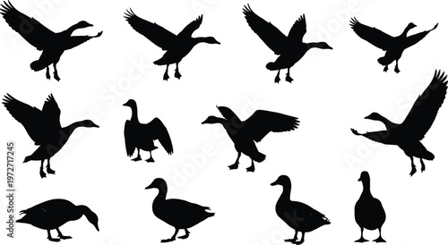 Black silhouette geese in various poses including flying, standing, walking, feeding, dynamic bird motion illustration design concept
