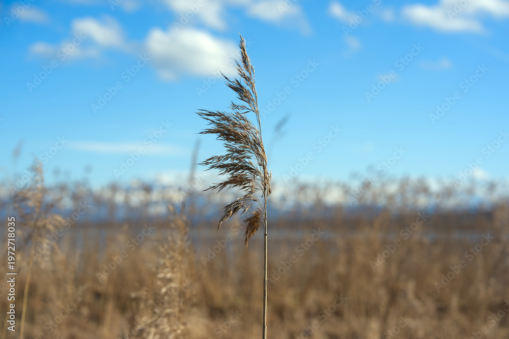 Obraz premium Rural landscape with reed and Greifensee lake and Glatt River on a sunny spring afternoon. Photo taken April 4th, 2026, Zurich Fällanden, Switzerland.