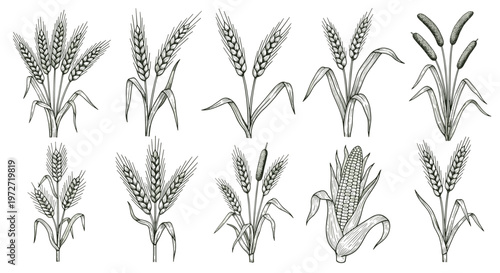 Collection of hand-drawn illustrations of various cereal grains and corn on a white background