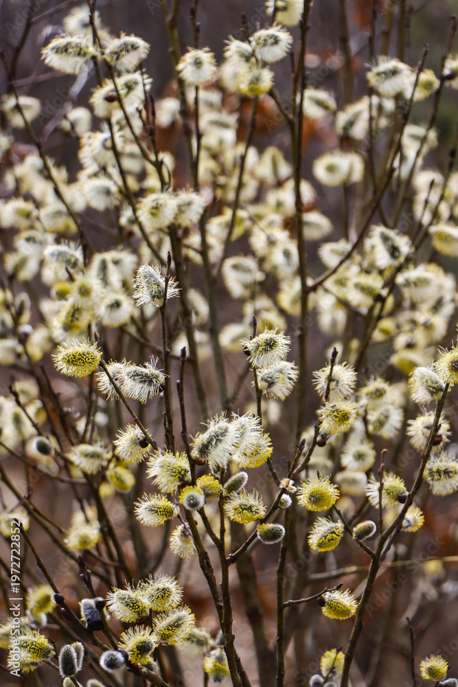 Fototapeta premium Blooming Pussy Willow Branches Close Up, Early Spring Nature Background with Soft Bokeh