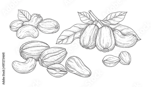 Black and white of whole and split cashew fruits with leaves