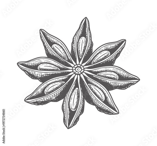 Monochrome of a star anise spice a white herb botanical