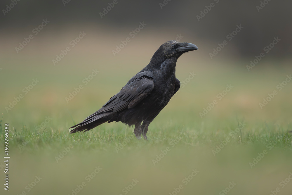 Fototapeta premium Common Raven -Corvus corax standing in grassy meadow near Nowa Sól, Poland. Large black corvid captured in natural habitat with soft background, highlighting glossy plumage, strong bill.
