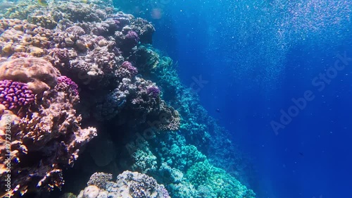 POV camera glides along a vertical coral wall in the Red Sea, Egypt. Hard corals, small reef fish, bubbles, and particles move in bright daytime cobalt water.
