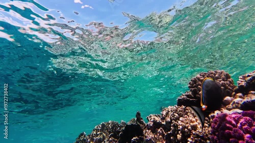 Underwater wide angle view shows a sunlit Red Sea coral reef off Egypt. The camera glides along a steep slope as small reef fish dart and corals gently sway.