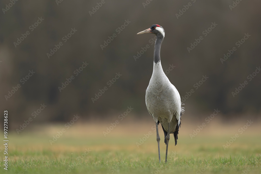 Fototapeta premium Common Crane - Grus grus standing in green meadow near Nowa Sól, Poland. Elegant wildlife portrait of tall grey bird with red crown and black neck against blurred background. Copy space left.