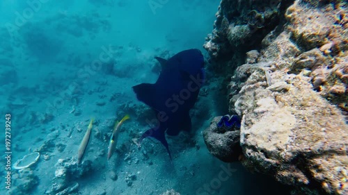 Underwater at the Red Sea in Egypt, a large deep blue reef fish glides by a rugged coral wall as yellow striped fish dart and an electric blue giant clam rests in rock.