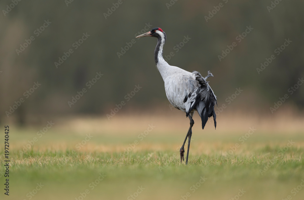 Fototapeta premium side profile of an elegant Common Crane - Grus grus walking through a meadow by the Odra River. Featuring vivid red crown and soft grey plumage, this wide-angle shot is perfect for nature and travel