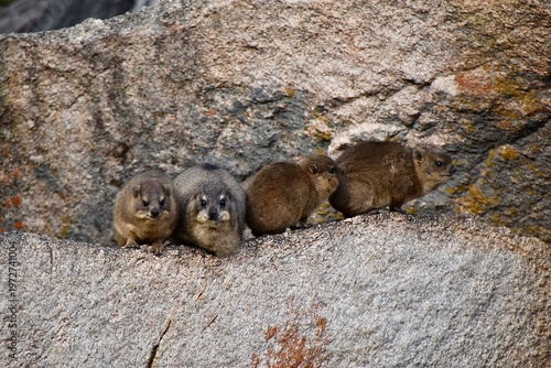 A group of Rock Hyraxes (Procavia capensis) resting on a granite rock in Matobo National Park