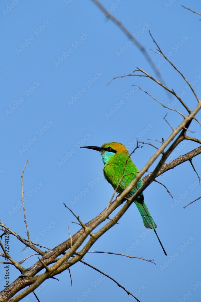 Fototapeta premium Vibrant Asian Green Bee-eater (Merops orientalis) perched on a branch