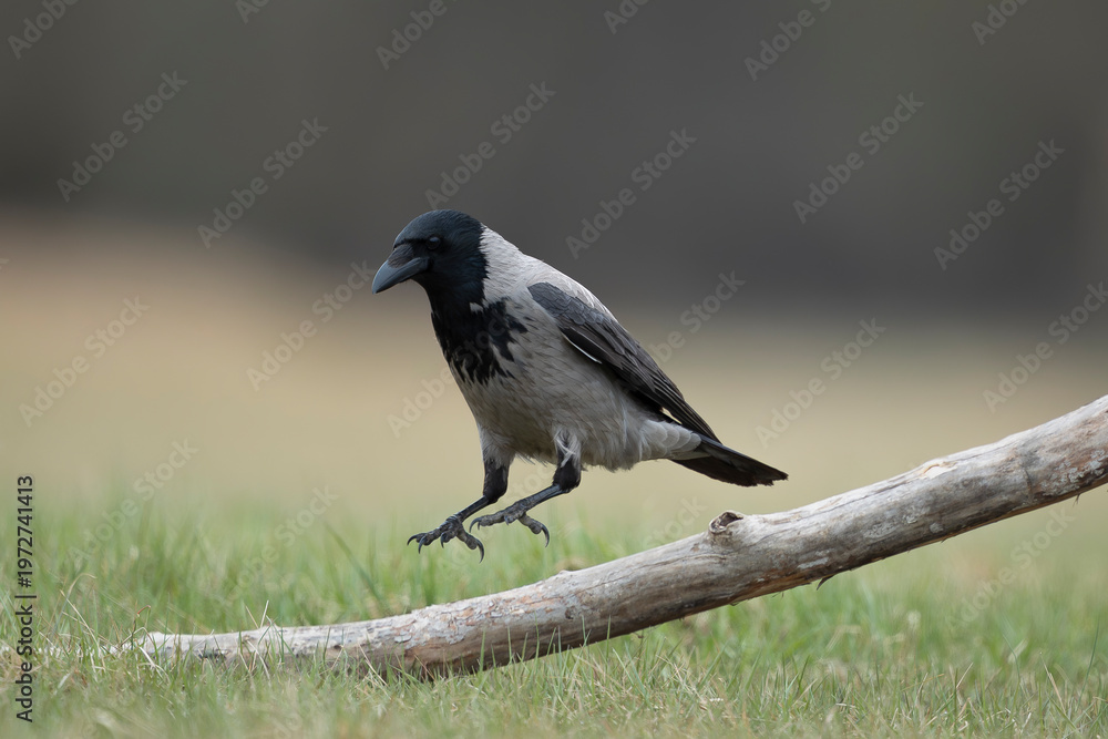 Fototapeta premium Hooded Crow - Corvus cornix perched on fallen branch in grassy meadow near Nowa Sól, Poland. Natural wildlife scene with soft background, showing characteristic two-tone plumage and alert behaviour 