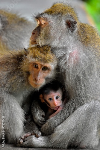 Affectionate long-tailed Macaque (Macaca fascicularis) family with a newborn baby