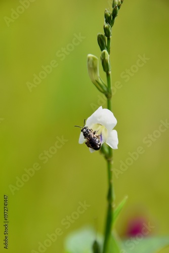 Small Solitary Bee collecting pollen on a white wildflower