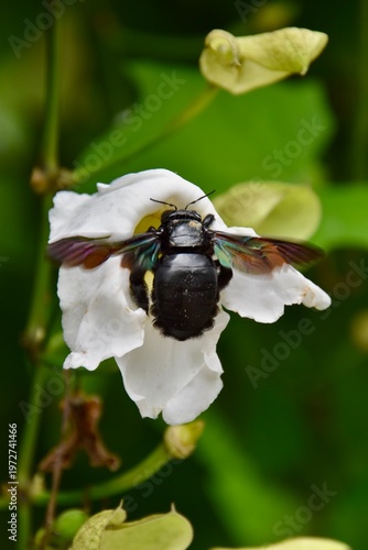 Tropical Carpenter Bee (Xylocopa latipes) foraging on a white flower near Borobudur Temple, Java