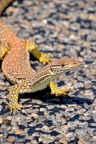 Gould´s Goanna or Sand Monitor (Varanus gouldii) on a road near Geraldton, Western Australia