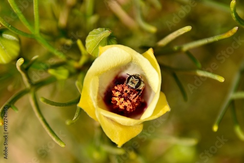 Native Australian Bee collecting pollen inside a yellow wildlflower near Hutt Lagoon, Western Australia