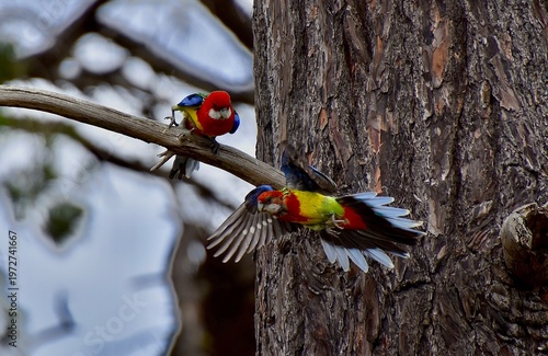 Eastern Rosella Parrots (Platycercus eximius) in flight and perched on a branch in Geelong, Victoria, Australia