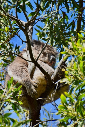 Sleeping wild koala (Phascolarctos cinereus) curled up in an Eucalyptus Tree fork, Victoria, Australia 
